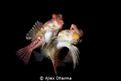 Mating dragonet by Ajiex Dharma 